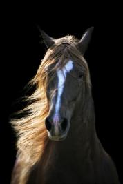 Paso Fino. Horse Art. Chris Weigl