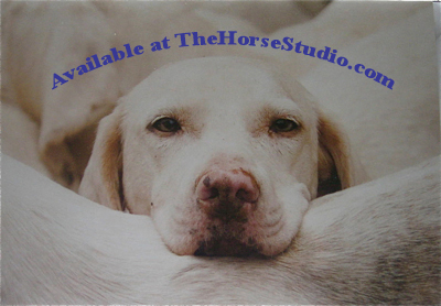 Labrador Lean On Me