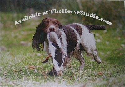Spaniel Lone Ranger
