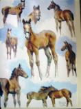 Greeting Card Foal Studies.