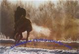 Thoroughbred Gallop Frosty Morning