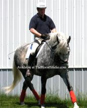 Horse Polo Wraps