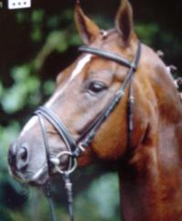 The Munster Snaffle Bridle